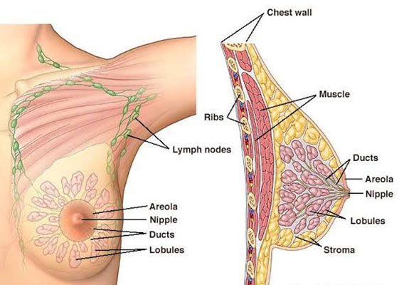 https://www.breastcanceralert.org/img/about-breast/1.jpg
